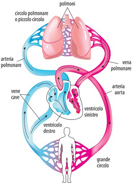 Ipertensione Polmonare - La funzione del cuore nella circolazione polmonare