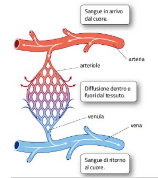 AIPI - Antagonisti recettoriali dell’endotelina-1