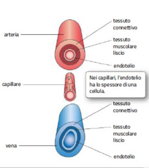 AIPI - Antagonisti recettoriali dell’endotelina-1