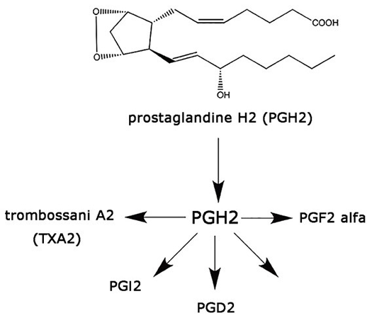 AIPI - Prostanoidi